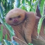 Wildlife Tour in Curicancha - Authentic Experiences and Honest Insights