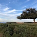 Wine Tasting Day Tour to Vineyard Casas del Bosque in Casablanca - An In-Depth Look at the Experience