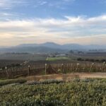 Wine Tasting Tour to Casablanca Valley (Wine Region) - The Experience in Detail: What You Can Expect