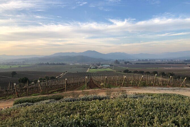 Wine Tasting Tour to Casablanca Valley (Wine Region) - The Experience in Detail: What You Can Expect
