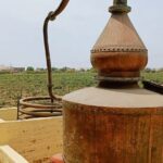 Wine Tour of the Origin, History and Tradition of Pisco - A Deeper Dive Into the Tour Itself