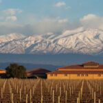 Wine Tour with Lunch and Transport in Mendoza - What Travelers Say