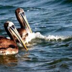 Wonders of Paracas: Ballestas Islands and National Reserve - An In-Depth Look at the Tour Experience