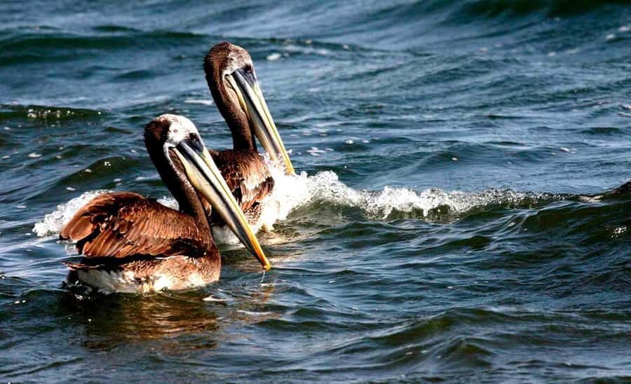 Wonders of Paracas: Ballestas Islands and National Reserve - An In-Depth Look at the Tour Experience