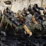 Yacht tour around the Palomino Island - Who Is This Tour Perfect For?