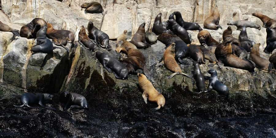 Yacht tour around the Palomino Island - Who Is This Tour Perfect For?