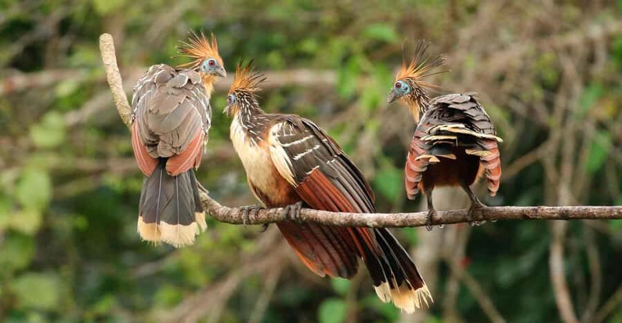 YAGUA 3D/2N PROGRAM - What Makes This Tour Stand Out?