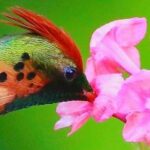 Yerette Home of the Hummingbird - Final Thoughts