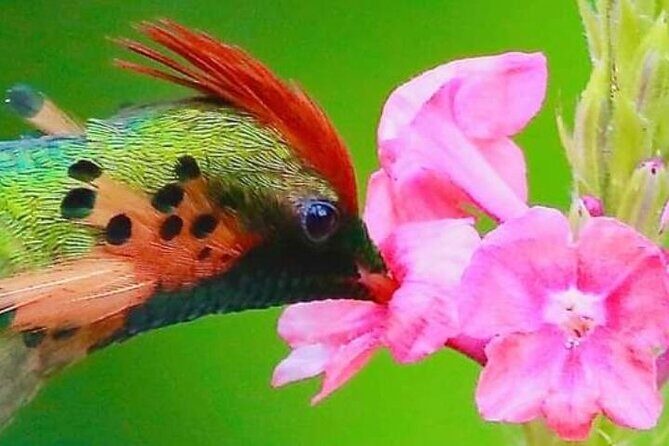 Yerette Home of the Hummingbird - Final Thoughts