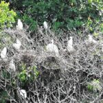 YS Falls and Black River Safari Guided Tour from Montego Bay and Grand Palladium - Final Thoughts