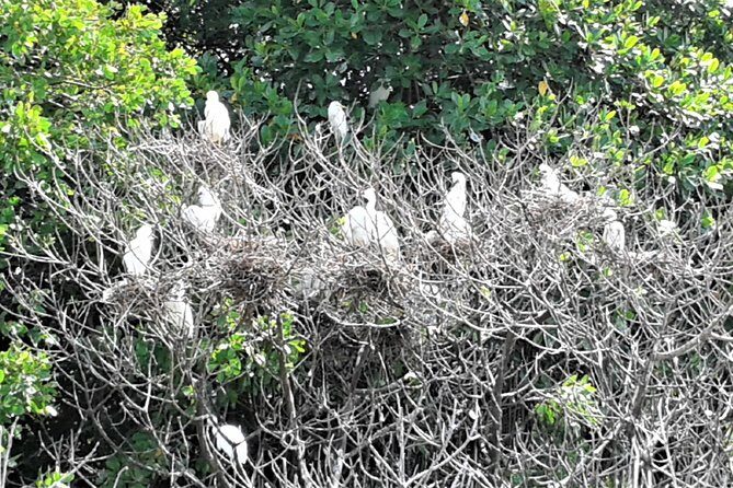 YS Falls and Black River Safari Guided Tour from Montego Bay and Grand Palladium - Final Thoughts