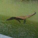 Ys Falls and Black River Safari Private Tour - Final Thoughts on Value and Experience