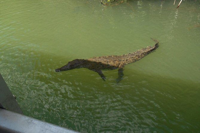 Ys Falls and Black River Safari Private Tour - Final Thoughts on Value and Experience