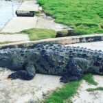 Ys Falls & Black River Safari Boat Cruise [Transportation only] - FAQs