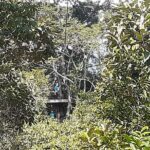 Zipline and Altun Ha from Belize City - What’s Included and What to Consider