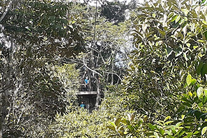 Zipline and Altun Ha from Belize City - What’s Included and What to Consider