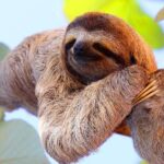 Zipline, Sloths & Monkeys, Chocolate Factory, Private Vehicle for Cruise Family - Key Points