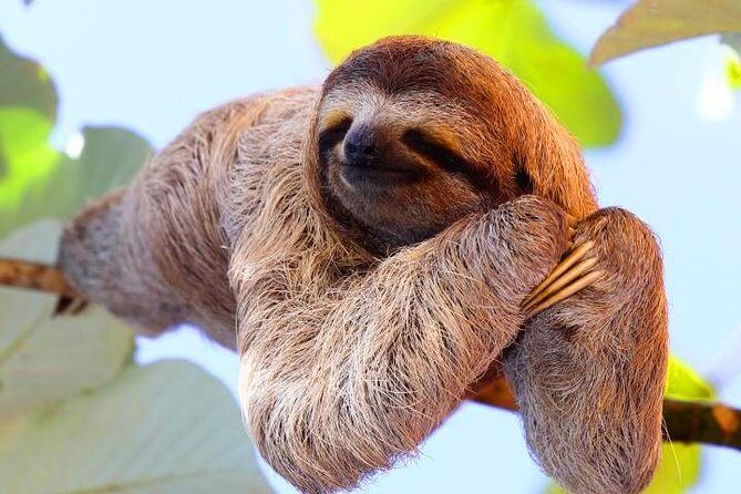 Zipline, Sloths & Monkeys, Chocolate Factory, Private Vehicle for Cruise Family - Key Points