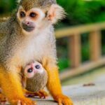 Ziplines Jungle Day Combo Tour - Frequently Asked Questions