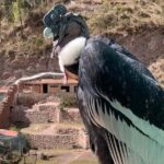 Zoo: Animal Sanctuary and Condor Flight in Cusco - An In-Depth Look at the Cochahuasi Animal Sanctuary Tour