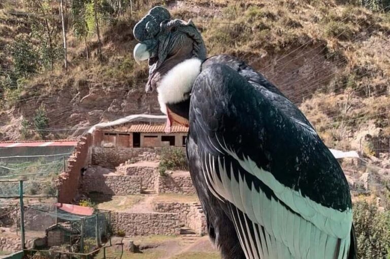 Zoo: Animal Sanctuary and Condor Flight in Cusco - An In-Depth Look at the Cochahuasi Animal Sanctuary Tour
