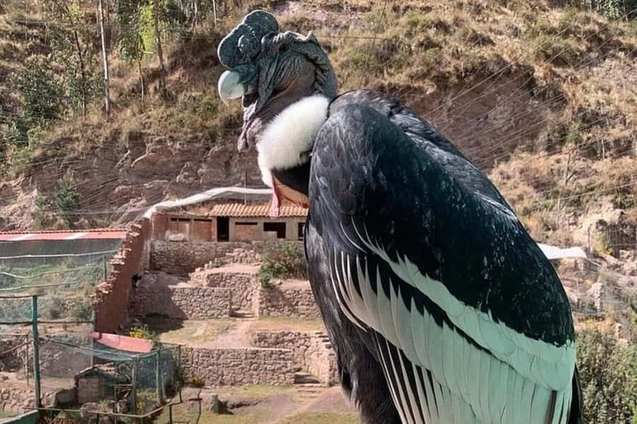 Zoo: Animal Sanctuary and Condor Flight in Cusco - An In-Depth Look at the Cochahuasi Animal Sanctuary Tour