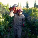 Zuccardi Legacy: A Journey Through Uco Valleys Finest - What the Reviews Say