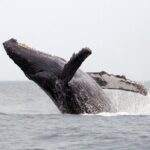 1.5 Hour Waikiki Whale Watching with E Sea Diver (Shuttle Option) - The Experience Beyond the Sightings