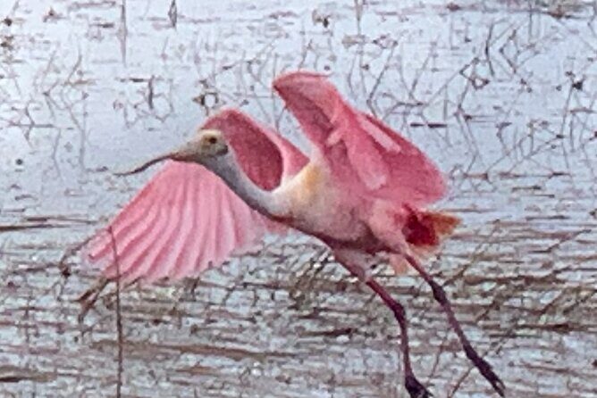 1.5 Hr Guided Private Everglades Airboat Tour, Fort Lauderdale - An In-Depth Look at the 1.5-Hour Private Airboat Tour