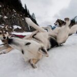 1.5 Hr - Winter Dog Sledding in Knik, Alaska - Learning About the Dogs and Mushing