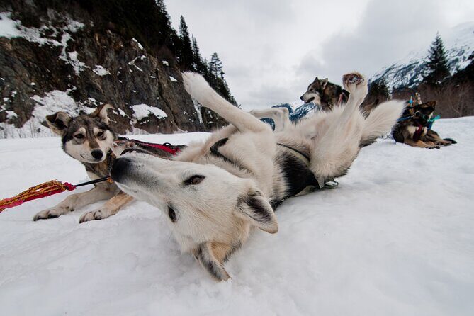 1.5 Hr - Winter Dog Sledding in Knik, Alaska - Learning About the Dogs and Mushing