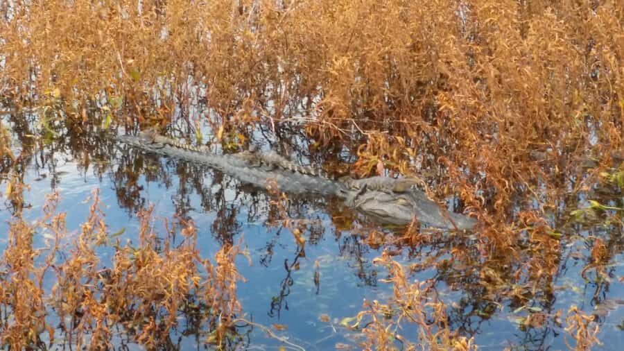 1 Hour Airboat Everglade Tour - A Deep Dive into the 1-Hour Airboat Tour Experience