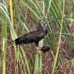 1 Hour Sunset Airboat Tour - Who Will Enjoy This Tour?
