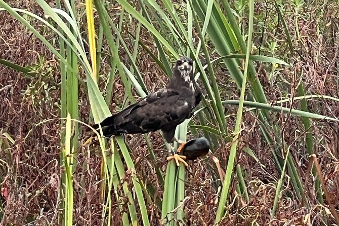 1 Hour Sunset Airboat Tour - Who Will Enjoy This Tour?