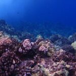 1 Tank Shore Dive at Sea Turtle Cove - Why This Tour Delivers Value