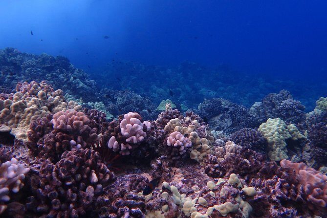 1 Tank Shore Dive at Sea Turtle Cove - Why This Tour Delivers Value