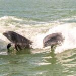 10000 Islands Everglades Boat Tour - Who Will Love This Tour?