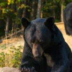 15 min. Tadoussac : Black Bear Observation with Expert Guide - Detailed Review of the Tadoussac Black Bear Observation Tour