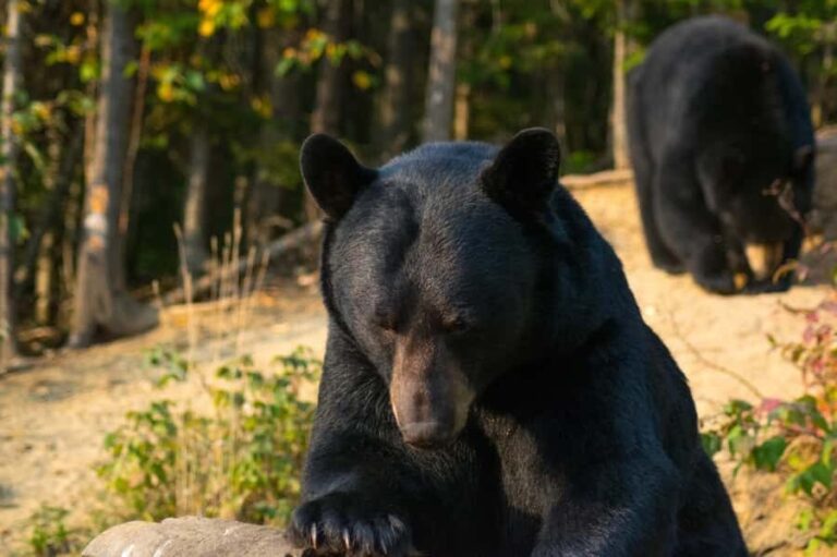 15 min. Tadoussac : Black Bear Observation with Expert Guide - Detailed Review of the Tadoussac Black Bear Observation Tour
