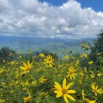 2.5-3 HR Guided Safari Jeep Mile-High Adventure - Exploring the Details: What to Expect on This Smoky Mountain Safari