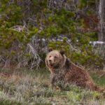 2-Day Yellowstone National Park Upper and Lower Loop Exploration - What We Loved About This Tour