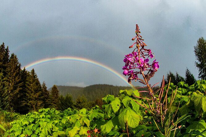 2 Hour Chichagof Island Guided Driving Tour - Exploring Chichagof Island in Just Two Hours