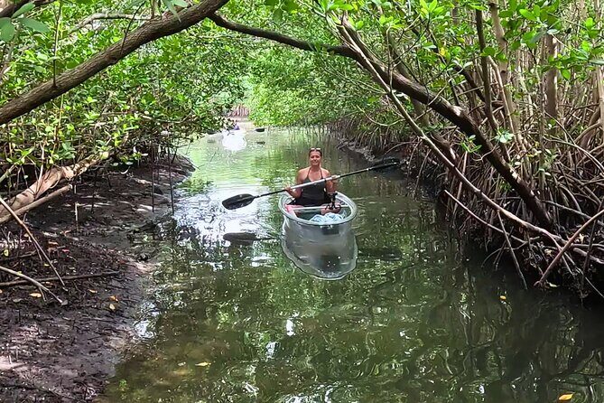2-Hour Clear Kayak Rentals in St Pete, FL - Clam Bayou - Authentic Wildlife Encounters and Scenic Views