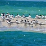 2 hour Dolphin Tours - FAQs