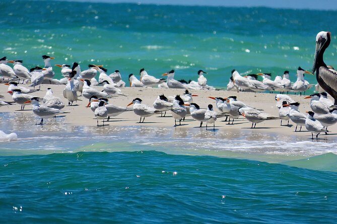 2 hour Dolphin Tours - FAQs