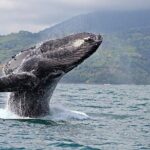 2-Hour Oahu Whale Watch from Ala Wai Harbor, Waikiki - How the Itinerary Plays Out