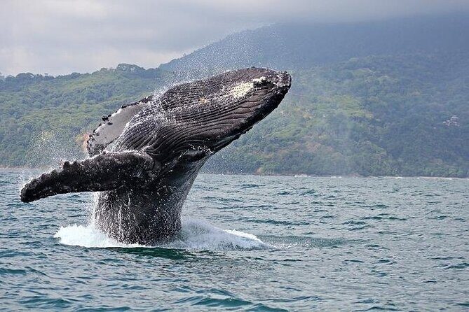 2-Hour Oahu Whale Watch from Ala Wai Harbor, Waikiki - How the Itinerary Plays Out