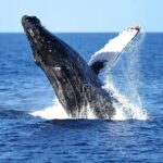 2 Hour Waikiki Whale Watching Cruise from Oahu - Final Thoughts: Why This Tour Works