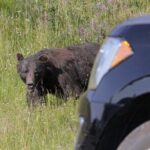 3-Day Yellowstone & Grand Teton Upper & Lower Loop Wildlife Tours - Who Should Consider This Tour?