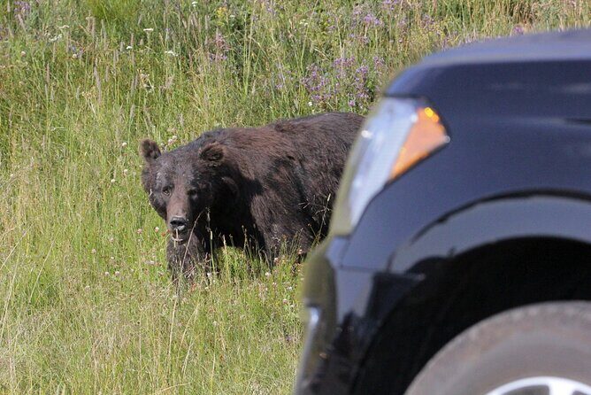 3-Day Yellowstone & Grand Teton Upper & Lower Loop Wildlife Tours - Who Should Consider This Tour?